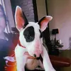 Opal the bulterriër - @opal_thebullterrier - TikTok