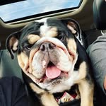 Opal the English Bulldog - @opal_the_englishbulldog - Instagram
