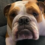 Sarah Crawford - @opal_myenglish_bulldog - Instagram