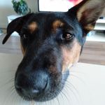 @opal.the.bush.dog - Instagram