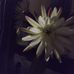 Opal Byrd - Facebook