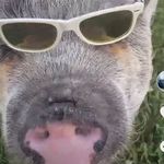 Opal Campbell🐽🐷 - @opals_campbell - Instagram