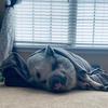 Tiffany Campbell139 - @opal.the.pig.campbell - TikTok