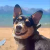 Opal Cannon - @opalthecorgi - TikTok