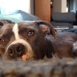 carolyn carlson - @opalcarlson - Instagram