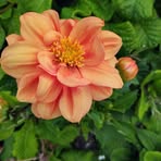 Opal Carter - Facebook