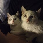 Cashmere and Opal - @cashmereandopal - Instagram