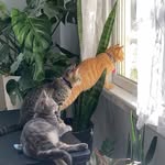 Opal & Enzo & Charles - @opal.enzo.charles - Instagram