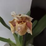 opal christensen - @opal4541dz - Instagram