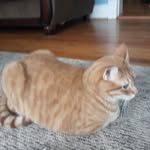 Emma Opalcobbler - @emmaopalcobbler - Instagram