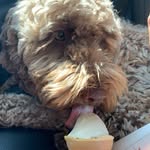 Opal the Cobberdog - @opalthehillmeadowcobberdog - Instagram