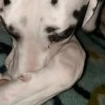 Opal Conner - @opal.the.dane - Instagram