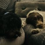 Cooper & Opal - @cooper_and_opal - Instagram