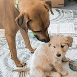 Cooper and Opal - @cooper.and.opal - Instagram