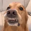 cooper and opal - @cooper.and.opal - TikTok