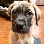 Opal & Cooper & Thor- Fay - @cooper_and_thor - Instagram