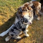 Opal and Cooper - @opal.and.cooper - Instagram