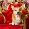 Corgi❤️❤️❤️ - @opal._.crafts...uwu001 - TikTok