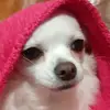 user2480066434207 - @opalicraft - TikTok