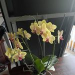 Opal Cramer - @opalmcramer - Instagram