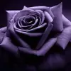 opalcunningham6 - @opal.cunningham - TikTok