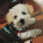 Opal Davis - @opalthemaltipoo - Instagram