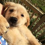 Ashten Sherman - @opal.the.golden - Instagram