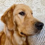 Opal | The Golden Retriever - @sweetgoldenopal - Instagram