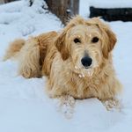 Opal - @goldendoodle_opal - Instagram