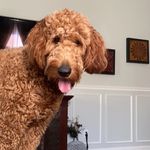 Opal May - @opal_the_golden_doodle - Instagram