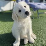 Opal - @opal_the_cream_golden - Instagram