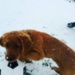 Opal - @opal_the_golden - Instagram