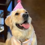 Opal The Dopey Golden - @opie.thedopey - Instagram