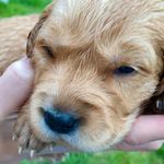 Opal the golden - @mypalopal - Instagram