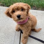 Opal the Mini Golden Doodle🐾 - @opalminidoodle - Instagram