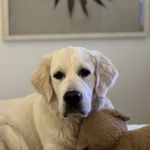 Opal The White Golden - @white_opal21 - Instagram