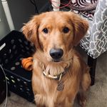 ᴏᴘᴀʟ ᴡʀᴇɴ | ɢᴏʟᴅᴇɴ ʀᴇᴛʀɪᴇᴠᴇʀ - @opal_the_golden_gal - Instagram