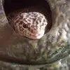 tomkat7768 - @opalgraham39 - TikTok