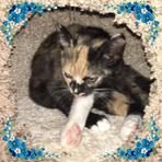 Opal Harrington - Facebook