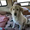 OPAL - @opalhaynes55 - TikTok