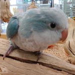 Opal (Opster) Moore - @opal_birb - Instagram