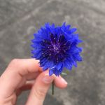 ✧ ∘✿ ∘✧ - @queen._.opal - Instagram
