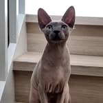Opal - Sphynx Queen - @opalinthenude - Instagram
