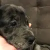 Opal_The_Queen - @opal_the_pretty_pup - TikTok