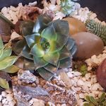 Opal Rowe - @planty_opal - Instagram
