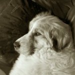 Opal Jeanne Thompson - @opalthepyr - Instagram