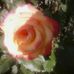 Opal Vance - Facebook