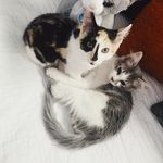 Henry and Opal Watson - @henryandopal - Instagram