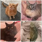 Simba ~ Opal ~ Wyatt ~ Timothy - @simtimopalwy - Instagram