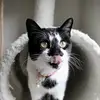 a cat named Ophelia - @acatnamedophelia - TikTok